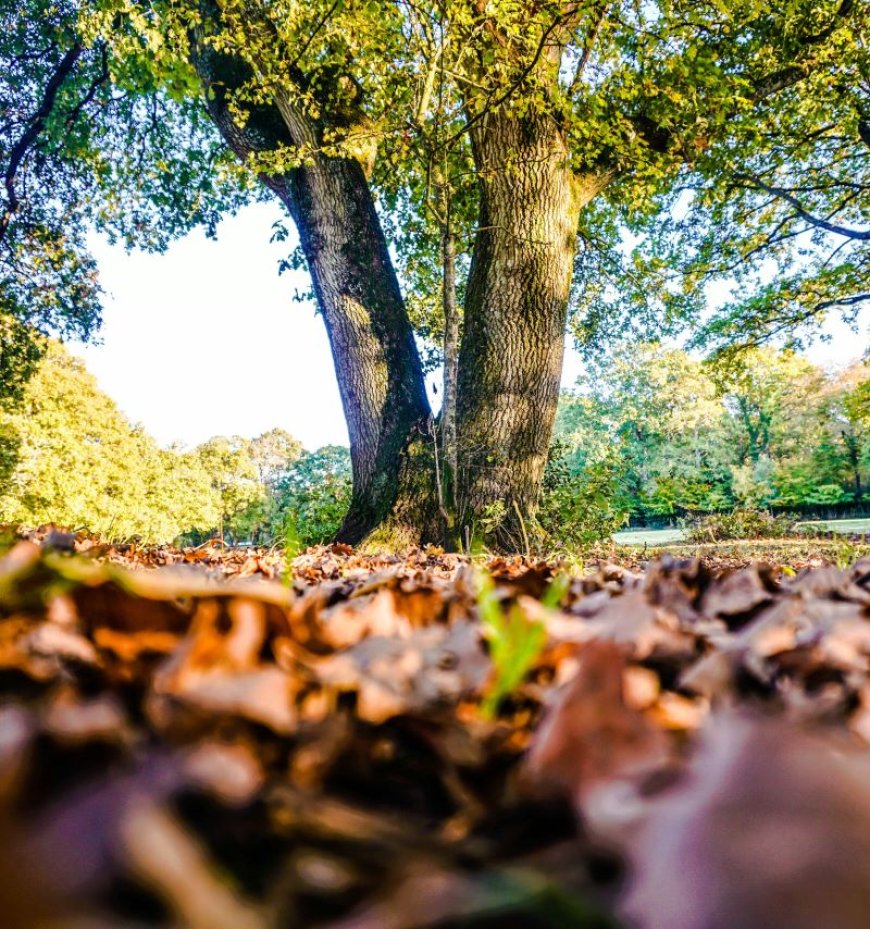 Δήμος Φυλής: Διάκριση από την Ευρωπαϊκή Ένωση για ανθεκτικό και βιώσιμο περιβάλλον