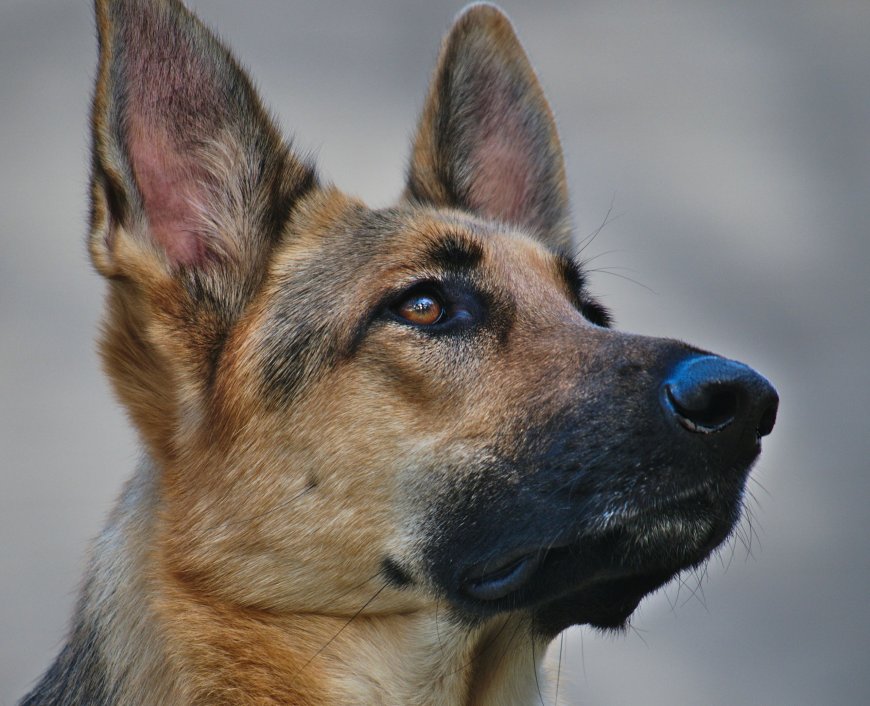 Επίθεση από σκύλο: Τρόμος στη Μαγούλα