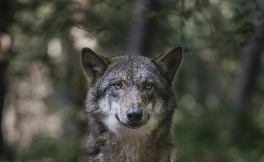 Λύκος Τατόι: Τρόμος για παρέα περιπατητών