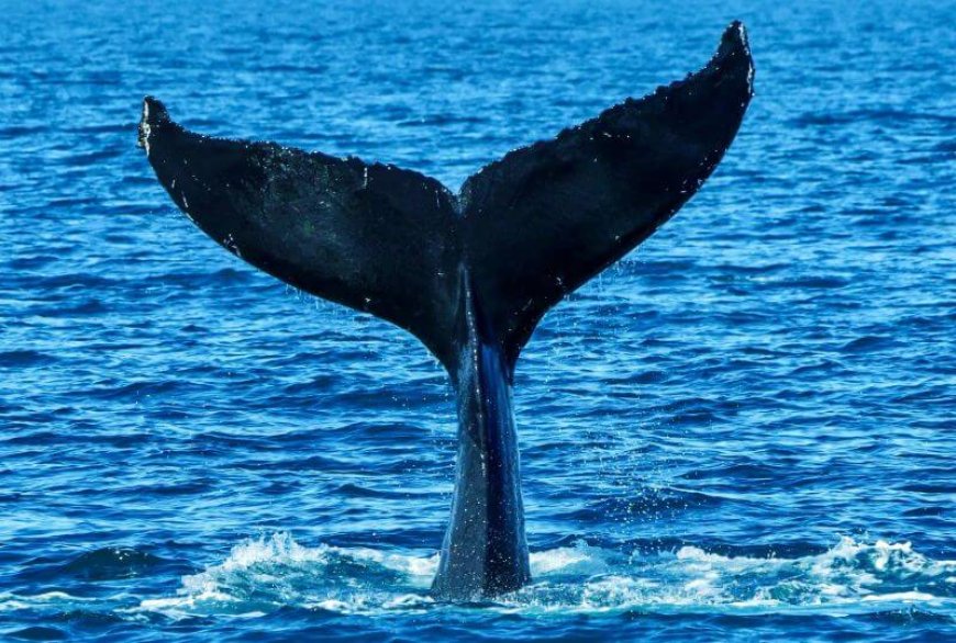 Βραβεία World Nature Photography: Αυτή η φωτογραφία πήρε την πρώτη θέση