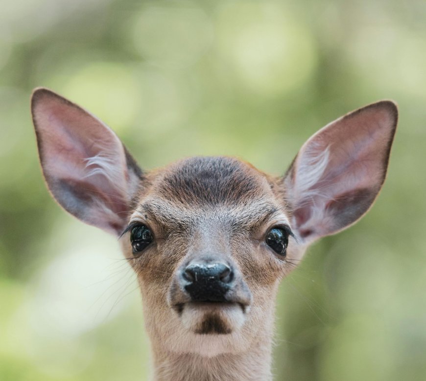 Ελάφια Πάρνηθα: Τραυματισμένο ζώο βρέθηκε στο πάρκινγκ του τελεφερίκ