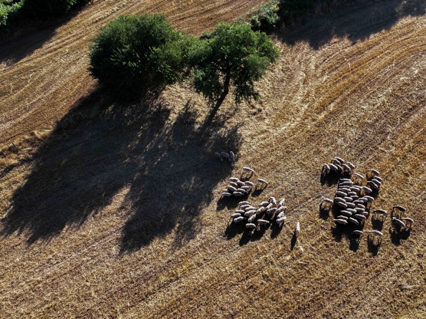 Έβαψε τα πρόβατα κόκκινα: Απίστευτο περιστατικό στην Κρήτη