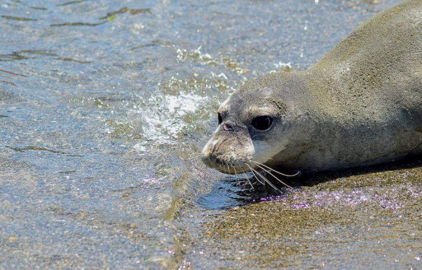 Φώκια έκοβε… βόλτες στη Φθιώτιδα – Τη συνόδευσαν με ασφάλεια στη θάλασσα (Βίντεο)