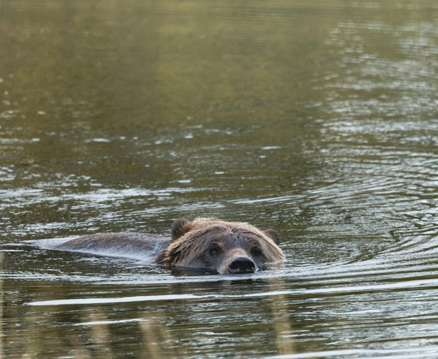Αρκούδες Νυμφαίο: Νωρίτερα η έξοδος από τον λήθαργο