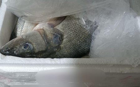 Σαφάρι ελέγχων στην Αττική: Kατασχέθηκαν 5,6 τόνοι ακατάλληλων τροφίμων από ελέγχους της Περιφέρειας