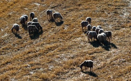 Ευλογιά προβάτων Ήπειρος: Πρώτο επιβεβαιωμένο κρούσμα