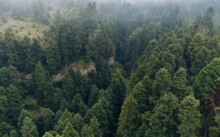 Αντιπυρική περίοδος 2026: Ενίσχυση των Δήμων ζητά η ΚΕΔΕ