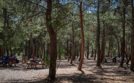 Δασικό δίκτυο Υμηττού: Προβλήματα και προτάσεις για αποκατάσταση