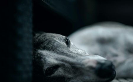 Σκύλος ο “Βύρωνας”: Το αδέσποτο που έφτασε κοντά στον θάνατο, αλλά κέρδισε μια «δεύτερη ζωή»