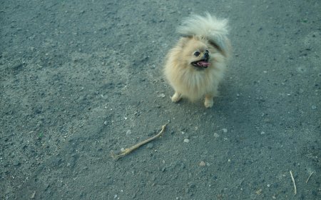 Θεσσαλονίκη: “Βαριά” πρόστιμα σε 62χρονο που εγκατέλειψε κουτάβια στην Ασπροβάλτα