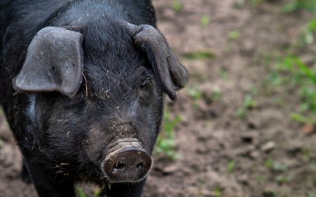 Αγριογούρουνα στους Θρακομακεδόνες: Ολόκληρη οικογένεια με μικρά έκανε… βόλτα στους δρόμους