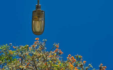 Αυτοκτονία στα Χανιά: 51χρονος κρεμάστηκε από δέντρο
