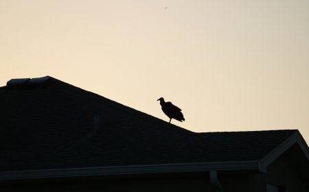Οι πρώτοι μαυρόγυπες γεννήθηκαν στις τεχνητές φωλιές στο Δάσος Δαδιάς