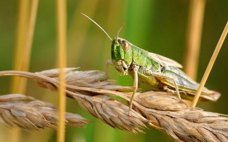 Ροδόπη: Οδηγίες πρόληψης ζημιών σε καλλιέργειες από ακρίδες