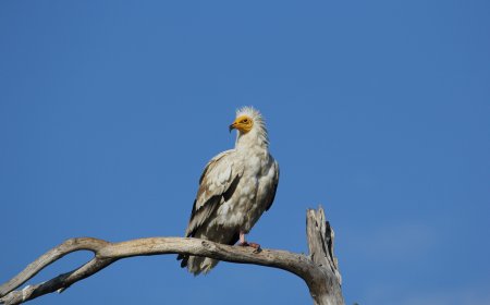 Δύο Μαυρόγυπες και ενας λύκος εντοπίστηκαν δηλητηριασμένοι στο Εθνικό παρκο της Δαδιάς