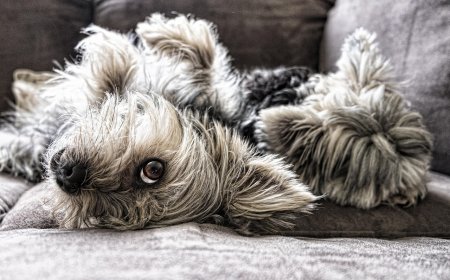 Ρεματιά Χαλανδρίου: Αγώνας με ζώα συντροφιάς για την Παγκόσμια Ημέρα Αδέσποτων Ζώων