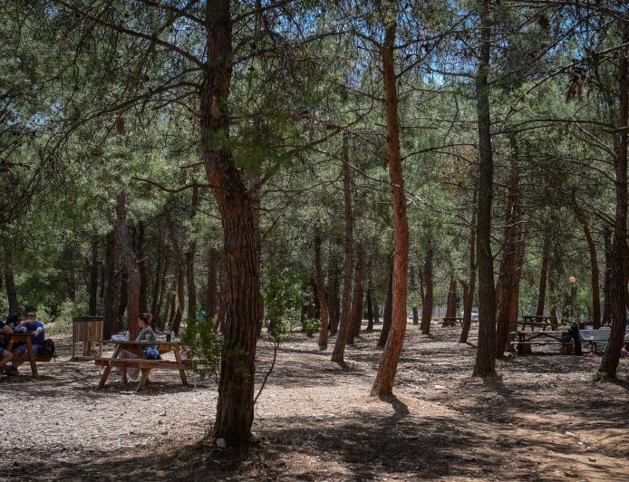 Δασικό δίκτυο Υμηττού: Προβλήματα και προτάσεις για αποκατάσταση