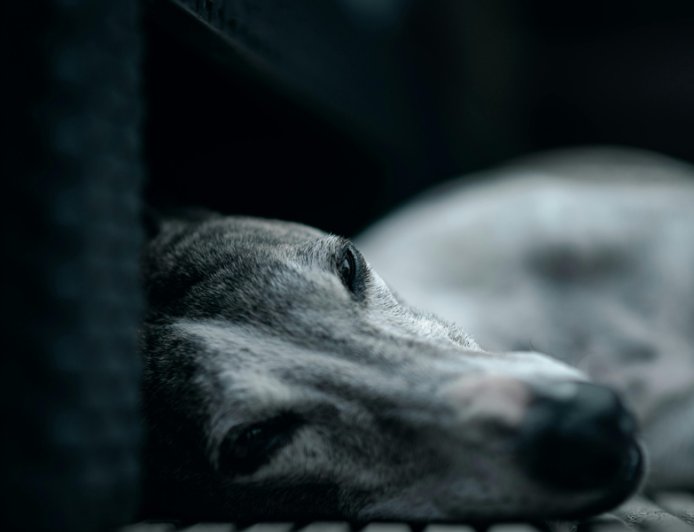 Σκύλος ο “Βύρωνας”: Το αδέσποτο που έφτασε κοντά στον θάνατο, αλλά κέρδισε μια «δεύτερη ζωή»