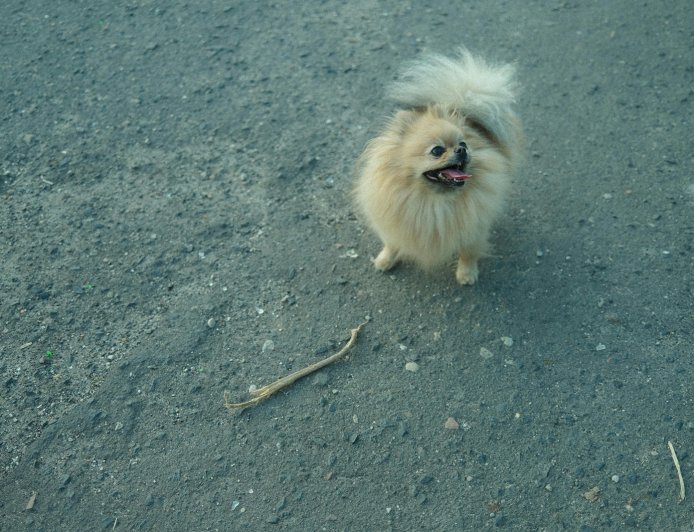 Θεσσαλονίκη: “Βαριά” πρόστιμα σε 62χρονο που εγκατέλειψε κουτάβια στην Ασπροβάλτα