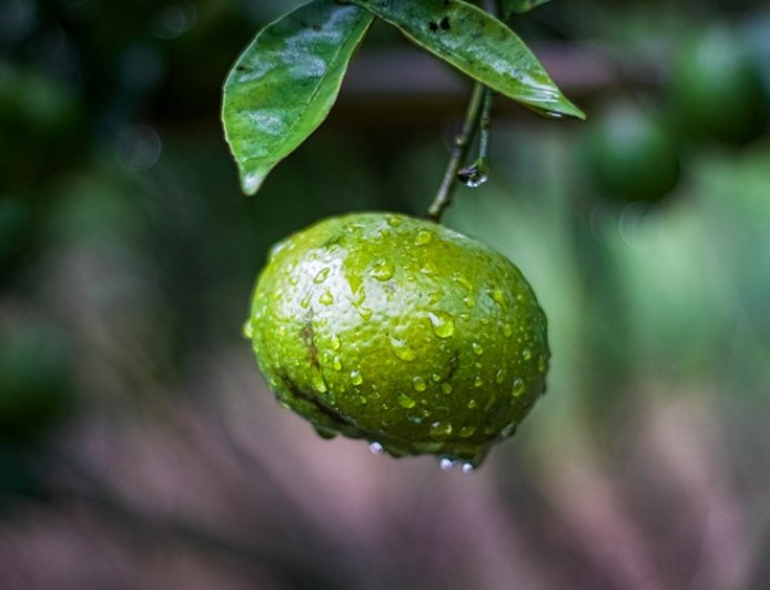 Βία ανηλίκων Πάτρα: Άγριος ξυλοδαρμός 15χρονου για ένα νεράντζι