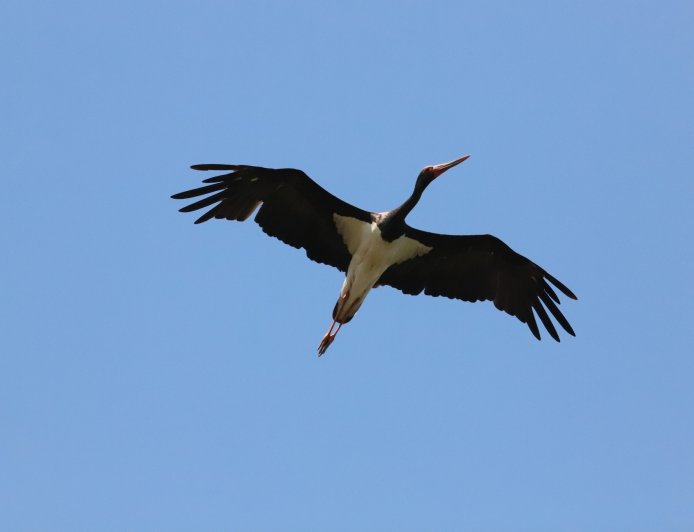 Ο πρώτος Μαυροπελαργός επέστρεψε στο Δάσος της Δαδιάς