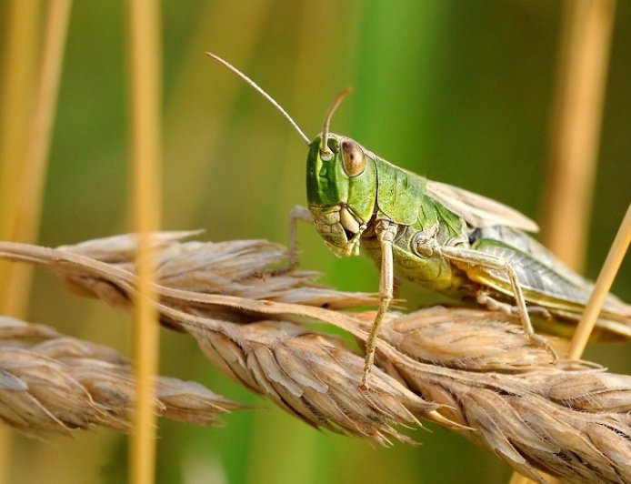Ροδόπη: Οδηγίες πρόληψης ζημιών σε καλλιέργειες από ακρίδες
