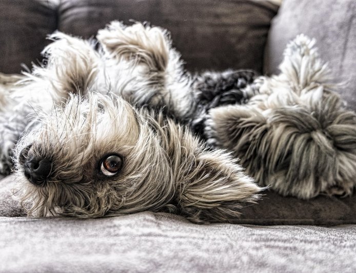 Ρεματιά Χαλανδρίου: Αγώνας με ζώα συντροφιάς για την Παγκόσμια Ημέρα Αδέσποτων Ζώων