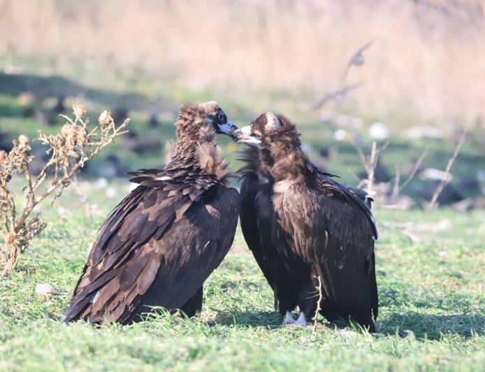 Δάσος Δαδιάς: Νεκροί δύο μαυρόγυπες και ένας λύκος, εξετάζονται δηλητηριασμένα δολώματα