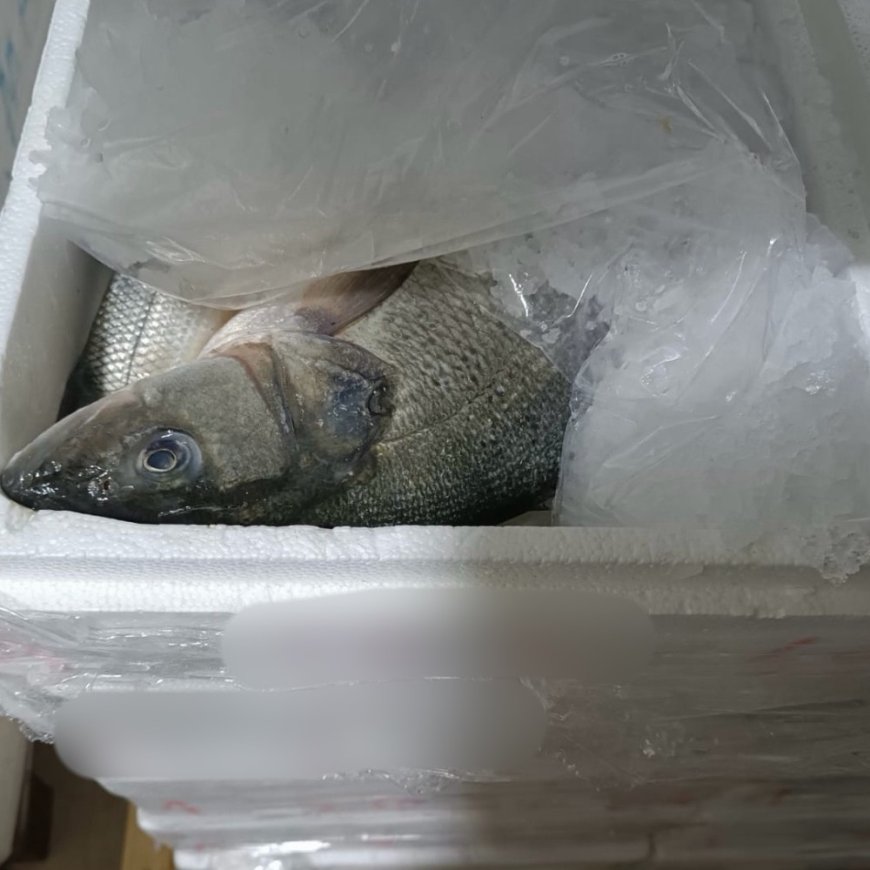 Σαφάρι ελέγχων στην Αττική: Kατασχέθηκαν 5,6 τόνοι ακατάλληλων τροφίμων από ελέγχους της Περιφέρειας