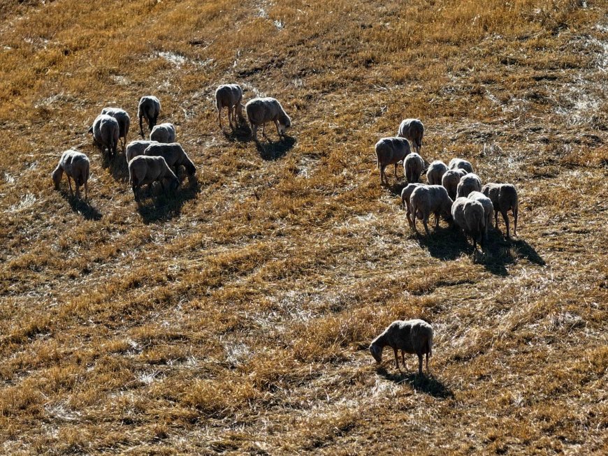 Ευλογιά προβάτων Ήπειρος: Πρώτο επιβεβαιωμένο κρούσμα