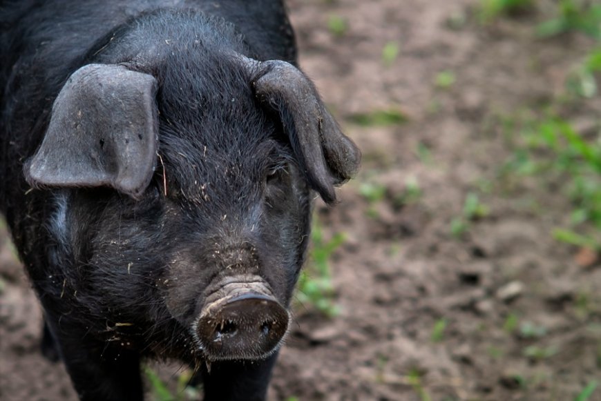 Αγριογούρουνα στους Θρακομακεδόνες: Ολόκληρη οικογένεια με μικρά έκανε… βόλτα στους δρόμους