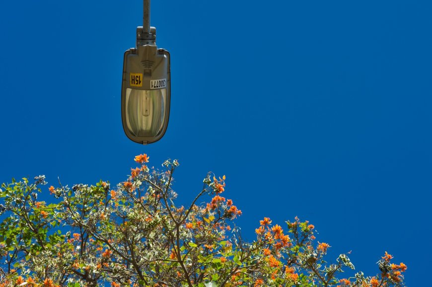 Αυτοκτονία στα Χανιά: 51χρονος κρεμάστηκε από δέντρο