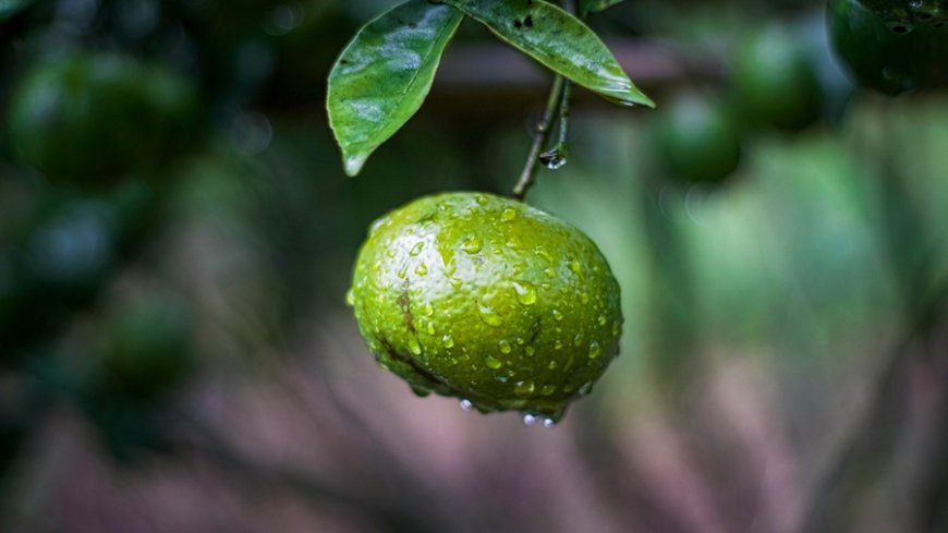Βία ανηλίκων Πάτρα: Άγριος ξυλοδαρμός 15χρονου για ένα νεράντζι