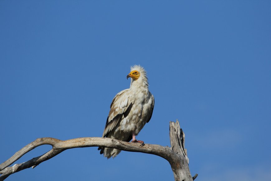 Δύο Μαυρόγυπες και ενας λύκος εντοπίστηκαν δηλητηριασμένοι στο Εθνικό παρκο της Δαδιάς