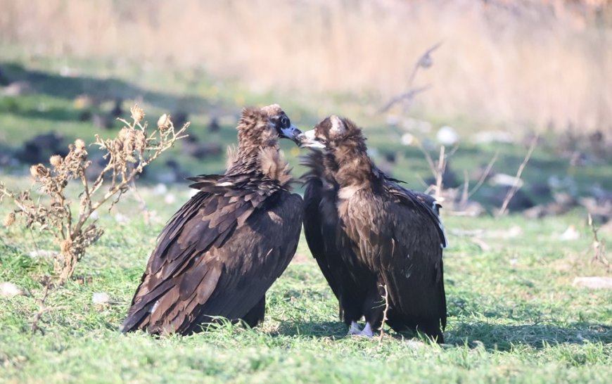 Δάσος Δαδιάς: Νεκροί δύο μαυρόγυπες και ένας λύκος, εξετάζονται δηλητηριασμένα δολώματα